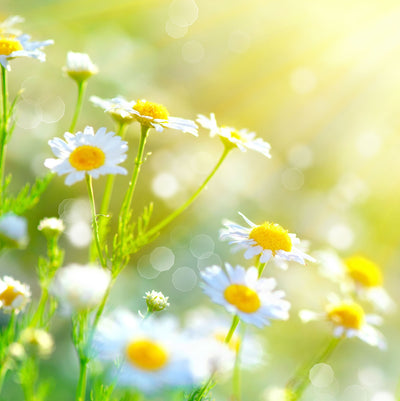 Sticla vopsita bucatarie placari #1046
