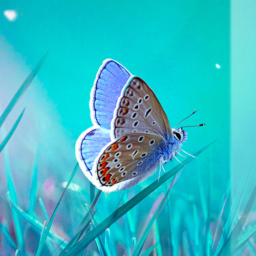 Sticla vopsita bucatarie placari